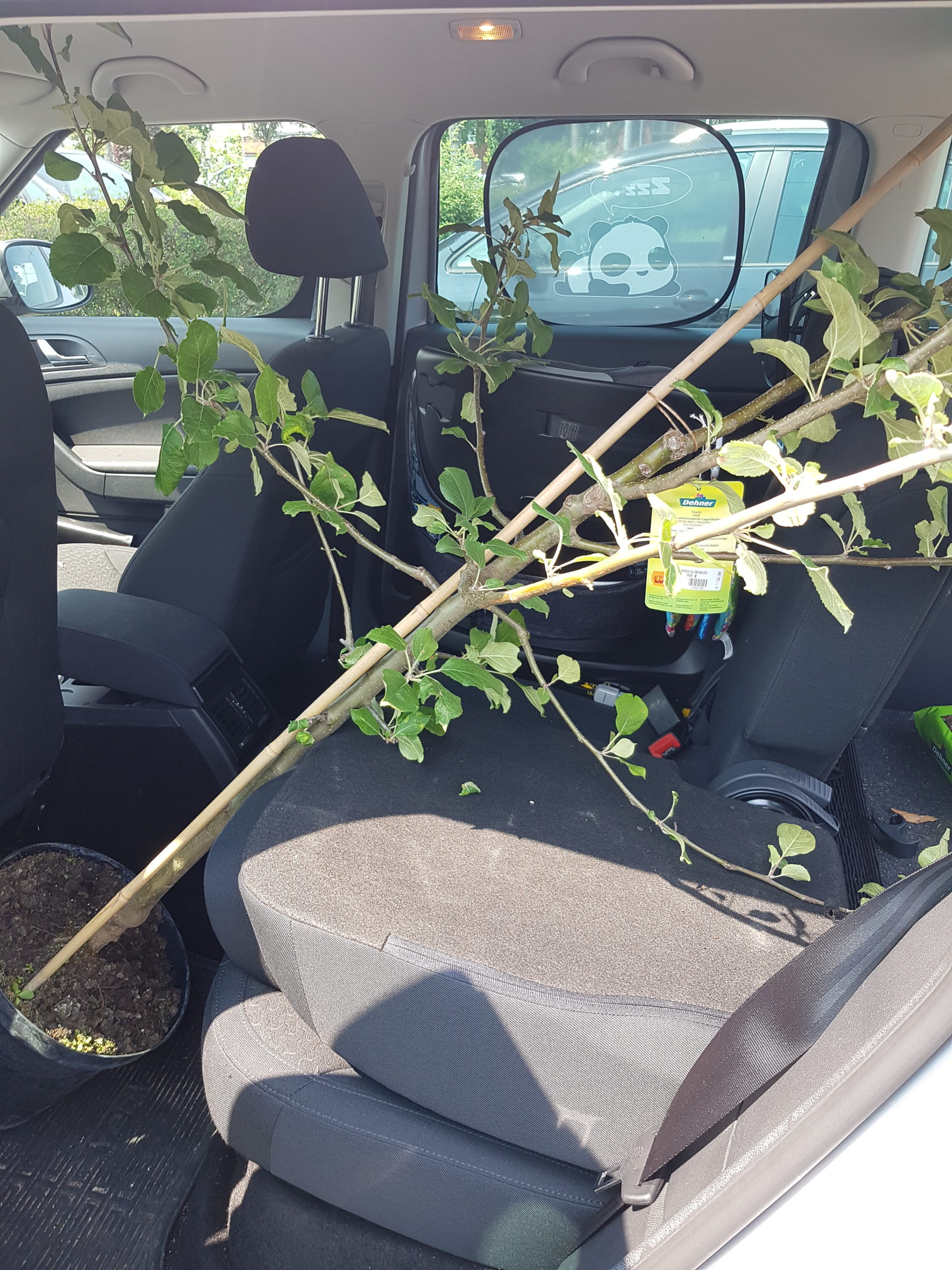 Baum im Auto
